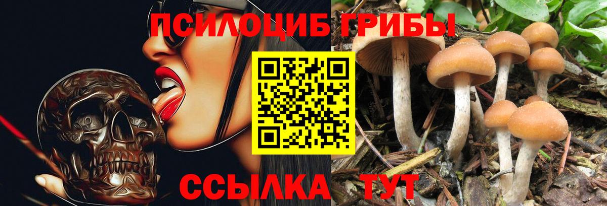 Галлюциногенные грибы Psilocybe Казань